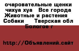 очаровательные щенки чихуа-хуа - Все города Животные и растения » Собаки   . Тверская обл.,Бологое г.